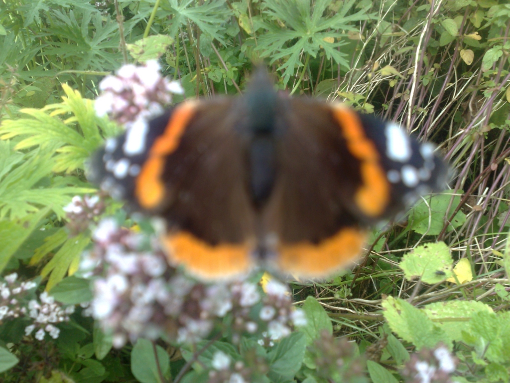 We farm responsibly to protect biodiversity on our farm. Kilometres of hedgerows have been planted.