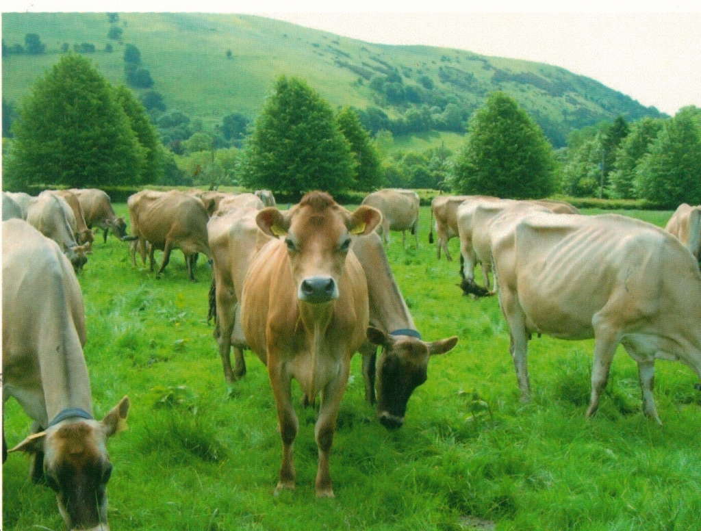 Fully traceable milk from pasture to bottle